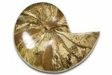 Polished Fossil Nautilus (Cymatoceras) - Madagascar #379015-1